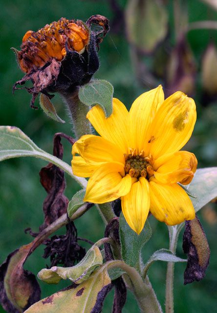 <b>Late Fall Sunflower</b>