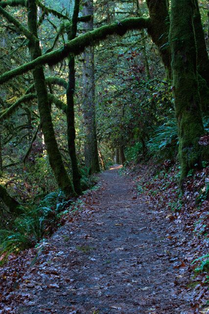 <b>Trail - Silver Falls State Park</b>