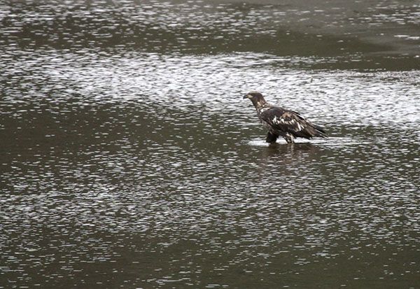 <b>Eagle Feeding on Salmon</b>