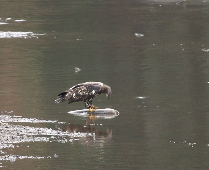 <b>Eagle Feeding on Salmon</b>