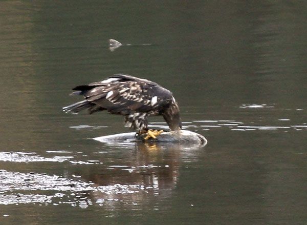 <b>Eagle Feeding on Salmon</b>