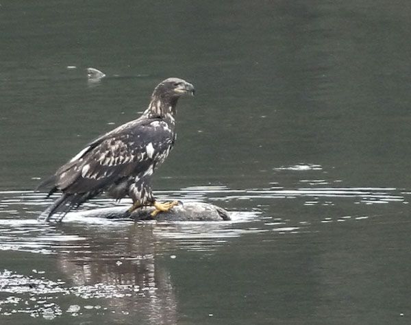 <b>Eagle Feeding on Salmon</b>