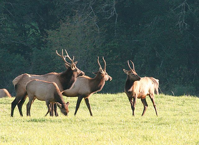 <b>Roosevelt Elk - Jewel, Oregon</b>