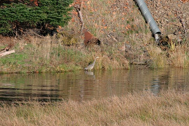 <b>Heron</b>