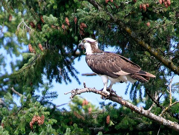 <b>Osprey</b>