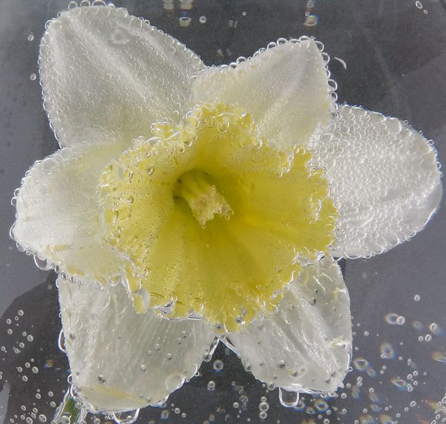 <b>Daffidill in Soda Water</b>