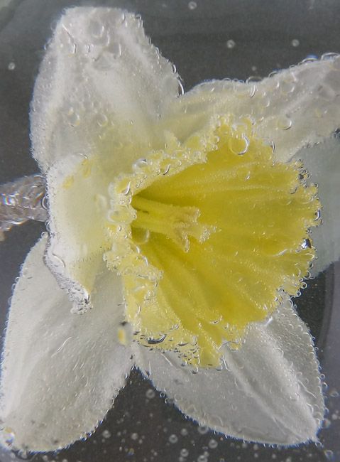 <b>Daffidill in Soda Water</b>