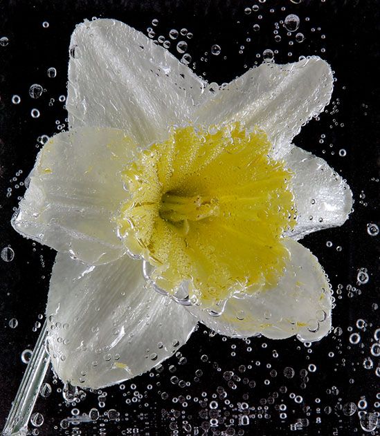 <b>Daffidill in Soda Water</b>