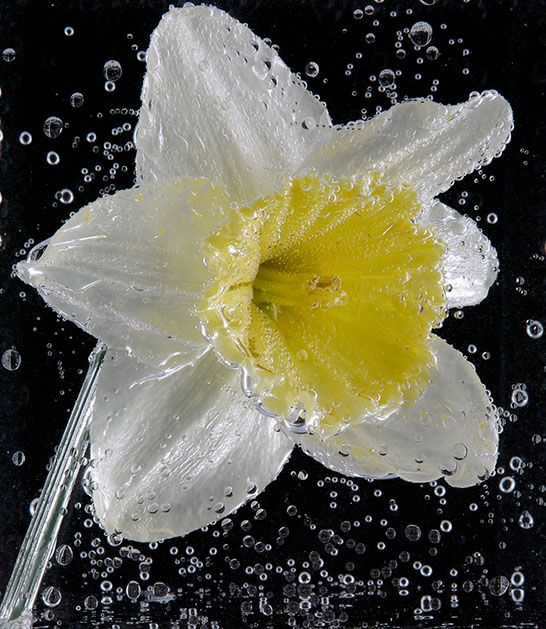 <b>Daffidill in Soda Water</b>