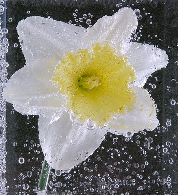 <b>Daffidill in Soda Water</b>