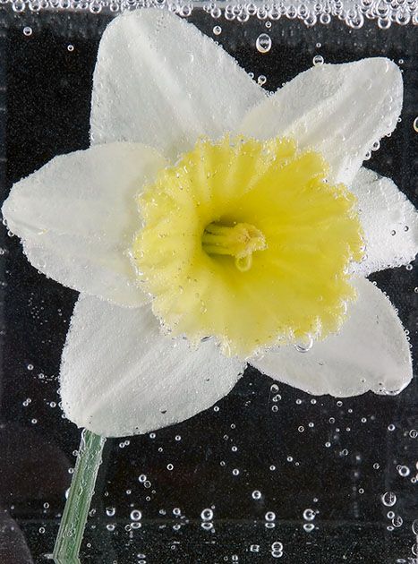 <b>Daffidill in Soda Water</b>