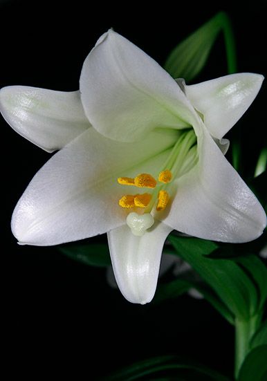 <b>Easter Lily</b>