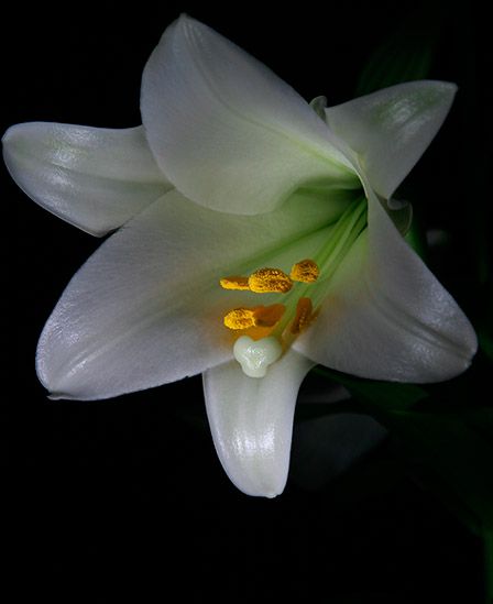 <b>Easter Lily</b>