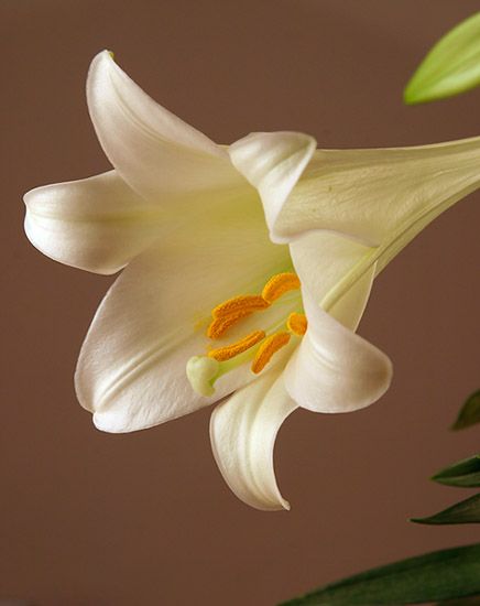 <b>Easter Lily</b>