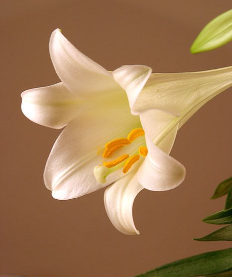 <b>Easter Lily</b>
