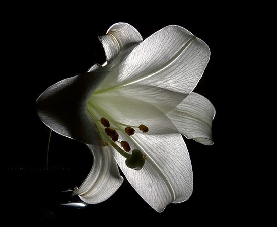 <b>Easter Lily</b>