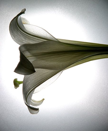 <b>Easter Lily</b>