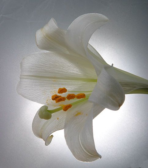 <b>Easter Lily</b>