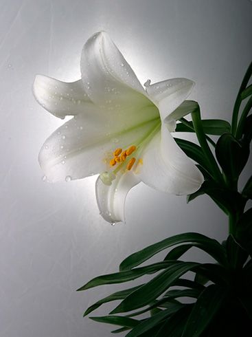 <b>Easter Lily</b>