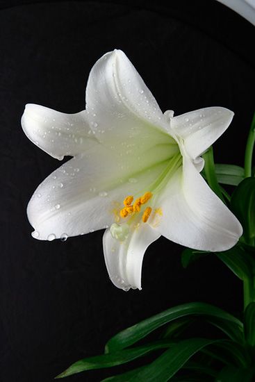 <b>Easter Lily</b>