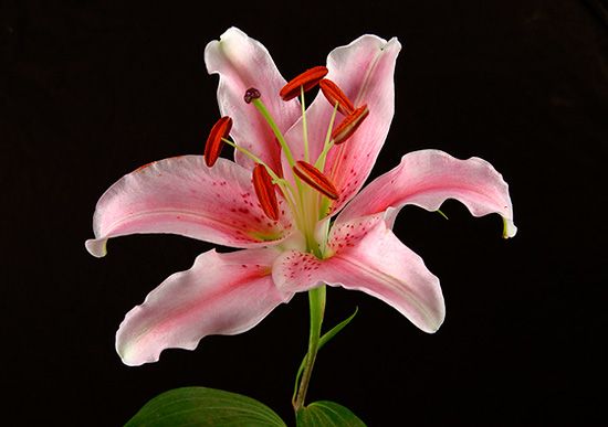 <b>Stargazer Lily</b>