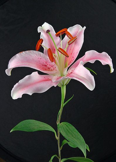 <b>Stargazer Lily</b>