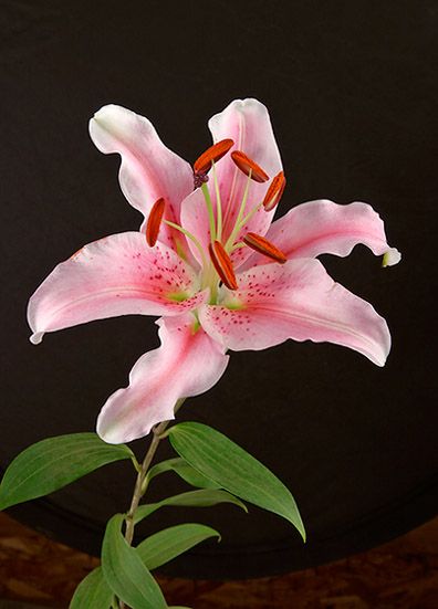 <b>Stargazer Lily</b>