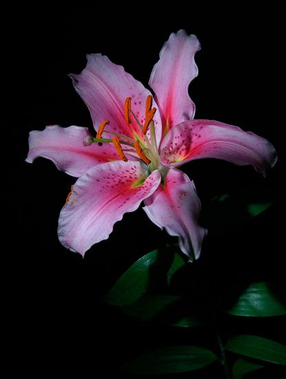 <b>Stargazer Lily</b>