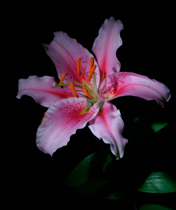 <b>Stargazer Lily</b>