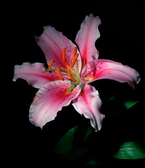 <b>Stargazer Lily</b>