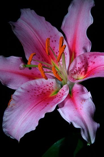 <b>Stargazer Lily</b>