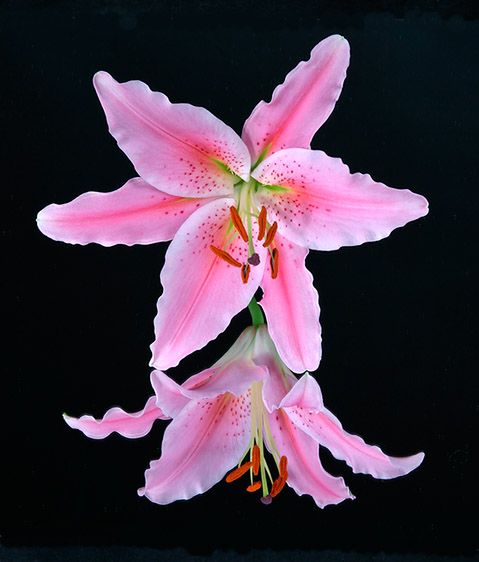 <b>Stargazer Lily</b>